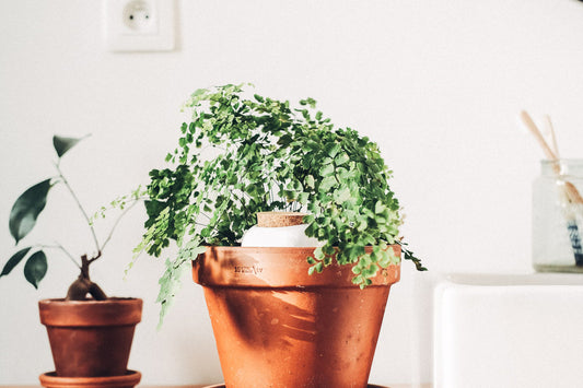 Sådan passer du dine potteplanter i ferien