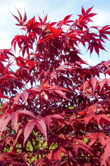 De flotte røde blade af Rød Japansk løn (Acer palmatum "Atropurpureum")