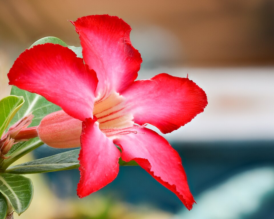Den smukke røde blomst af Ørkenrose (Adenium obesum)