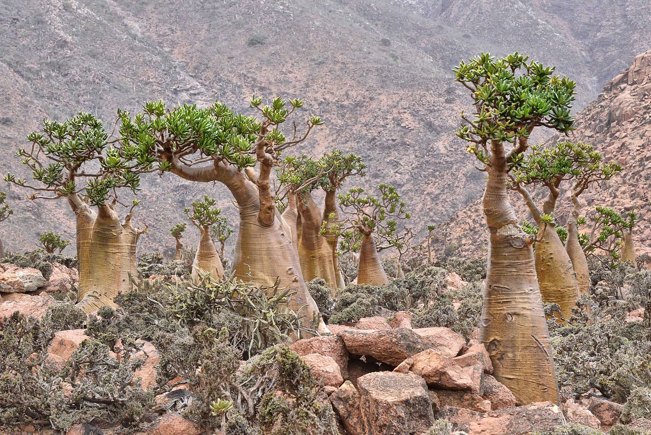 Store vildtvoksende planter af Ørkenrose (Adenium obesum)