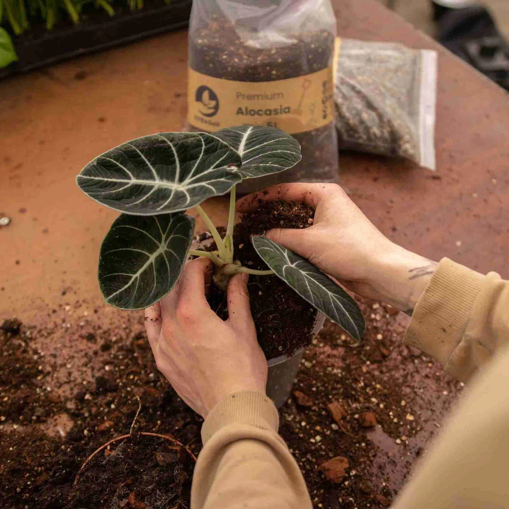 Omplantning af Alocasia plante