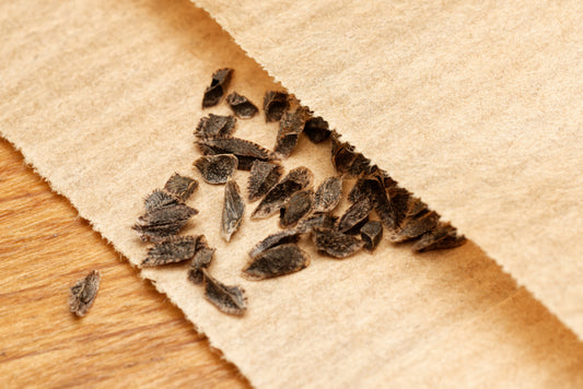 Frø fra Grenet Aloe (Aloe arborescens) i fin papirspose