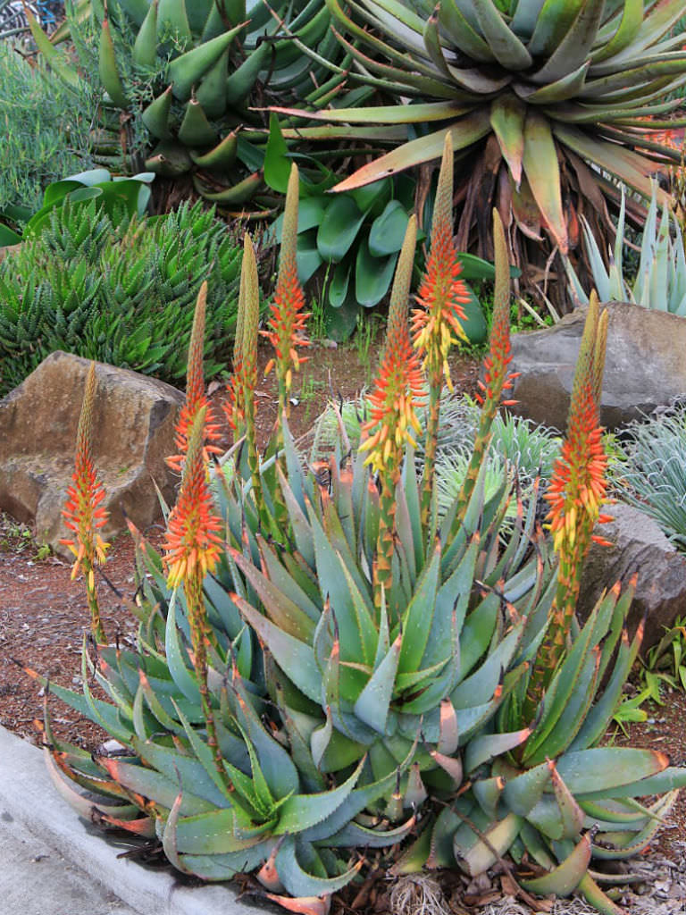 aloe vera plante køb Spættet Cape aloe (Aloe microstigma)