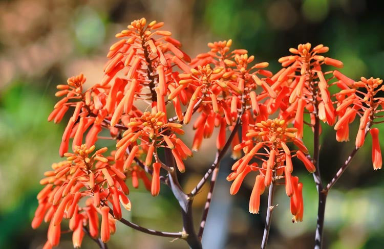 De flotte røde blomster af Koral aloe (Aloe striata)