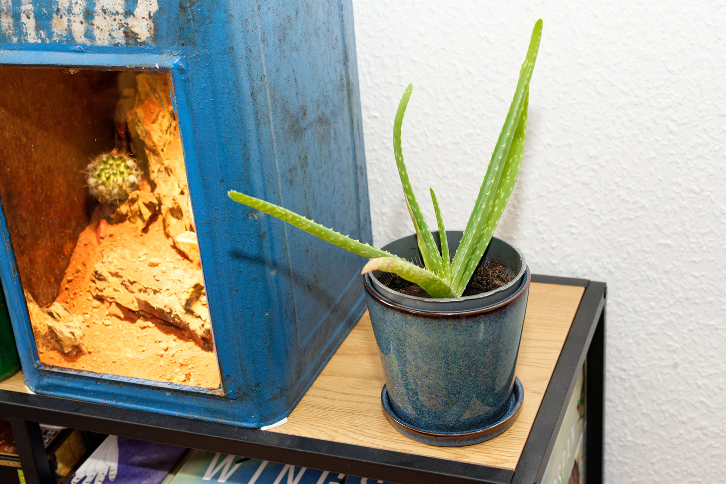 læge-Aloe (Aloe vera) | plante