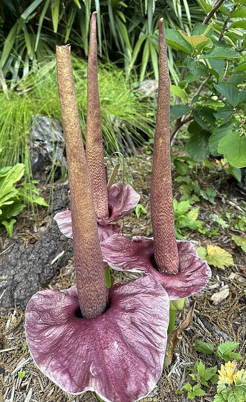 Flot række af blomster af Djævletunge (Amorphophallus henryi)