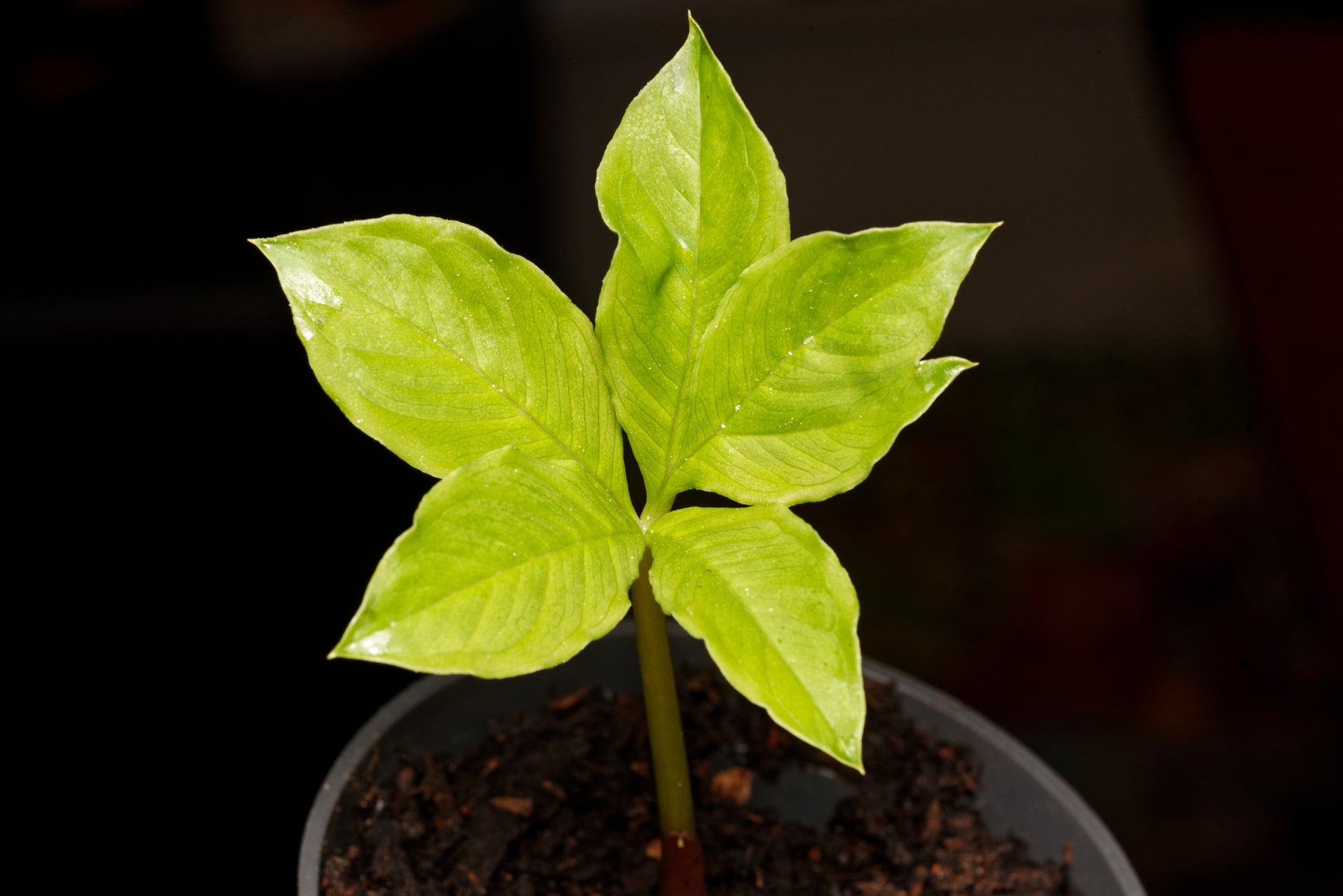 Frøplante af Elefantyams (Amorphophallus paeoniifolius)