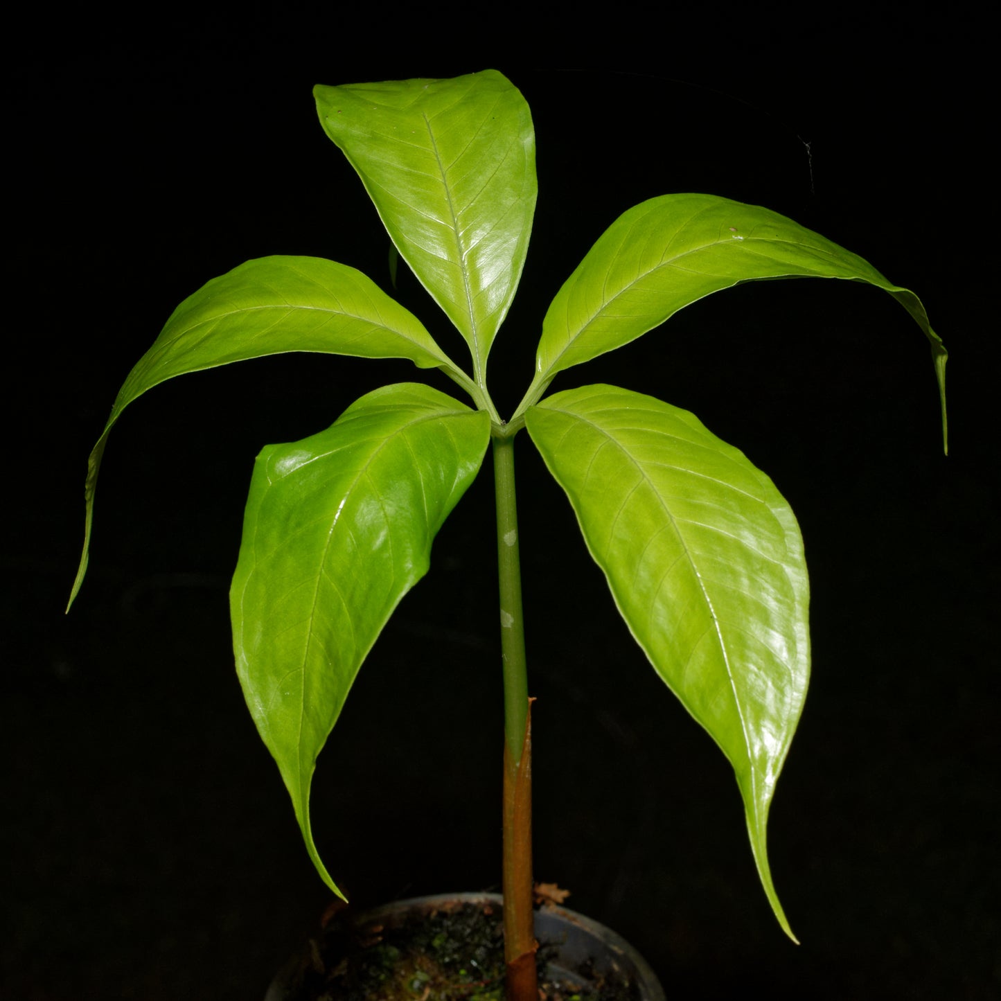Frøplante af Ligblomst (Amorphophallus titanum)