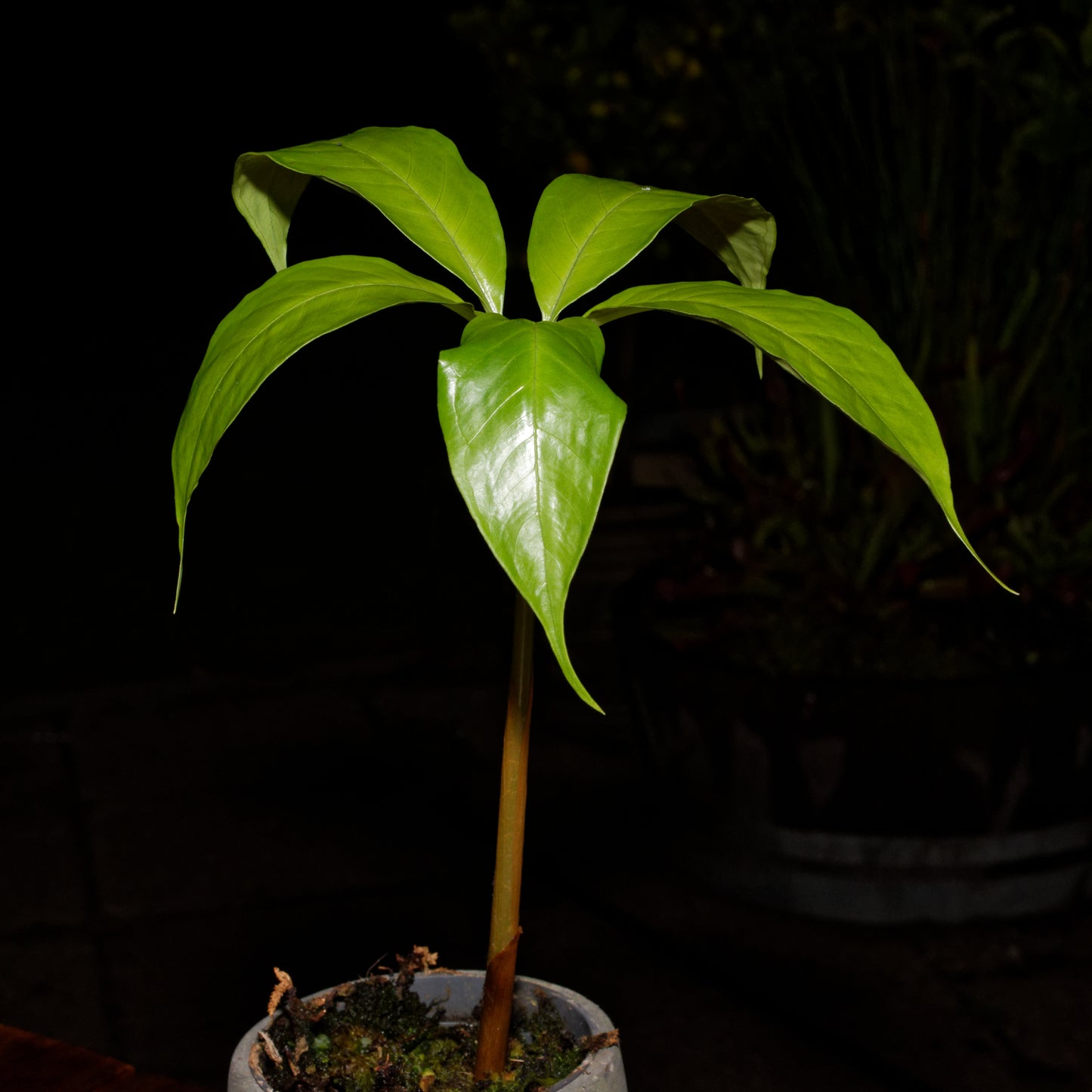 Flot Ligblomst (Amorphophallus titanum) frøplante