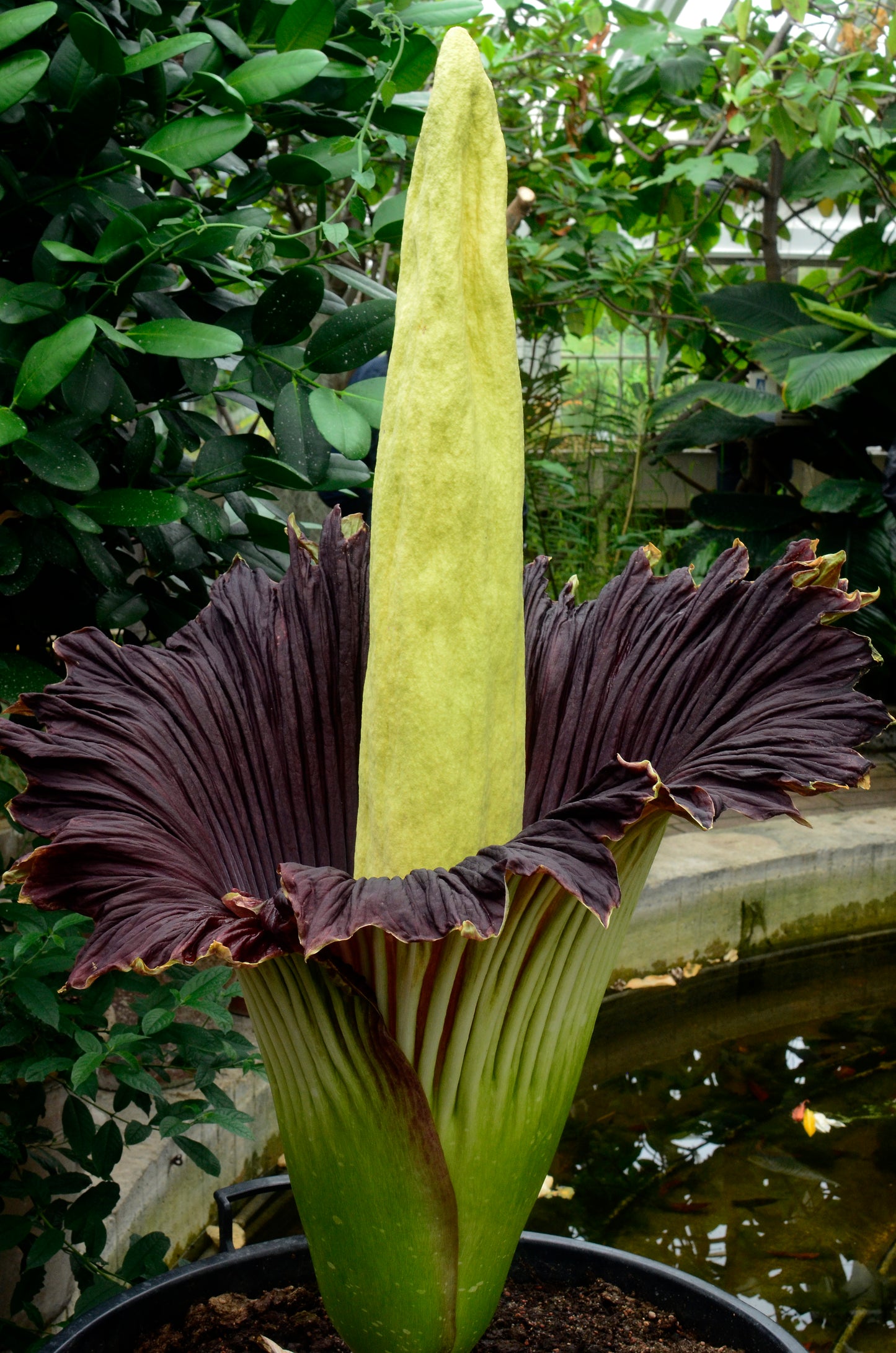 Den imponerende blomst af Amorphophallus titanum