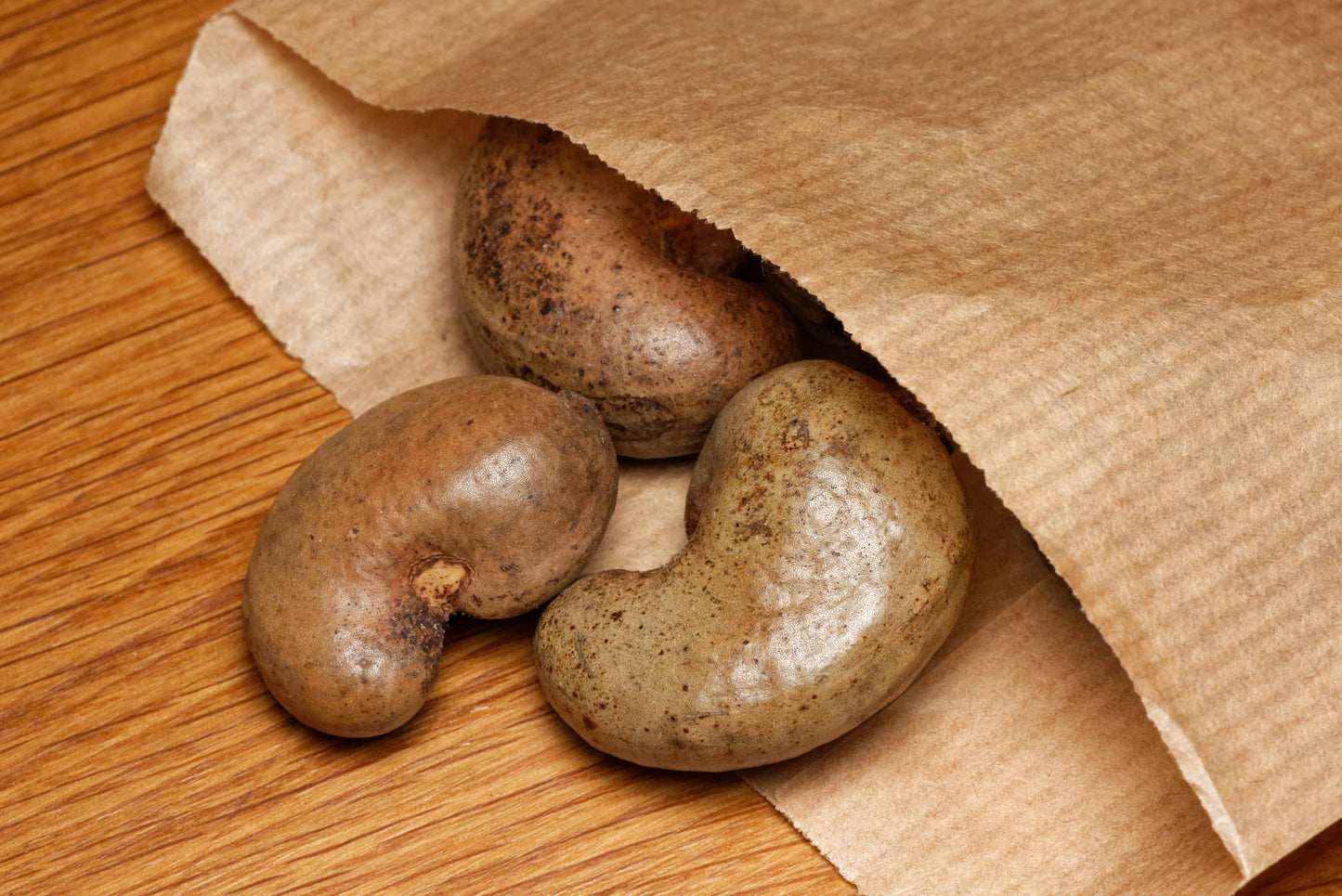 pose med Cashewfrø (Anacardium occidentale)