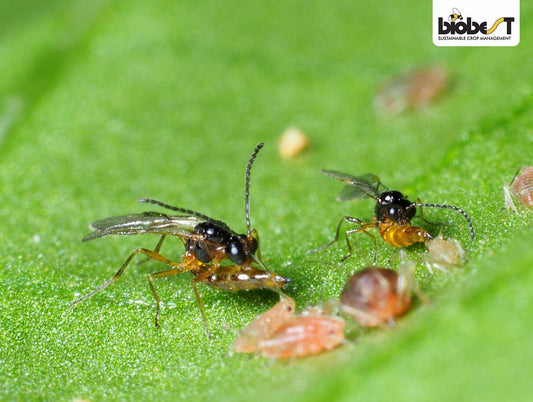 Bladlusgalmyg/Snyltehvepse, der spiser bladlus