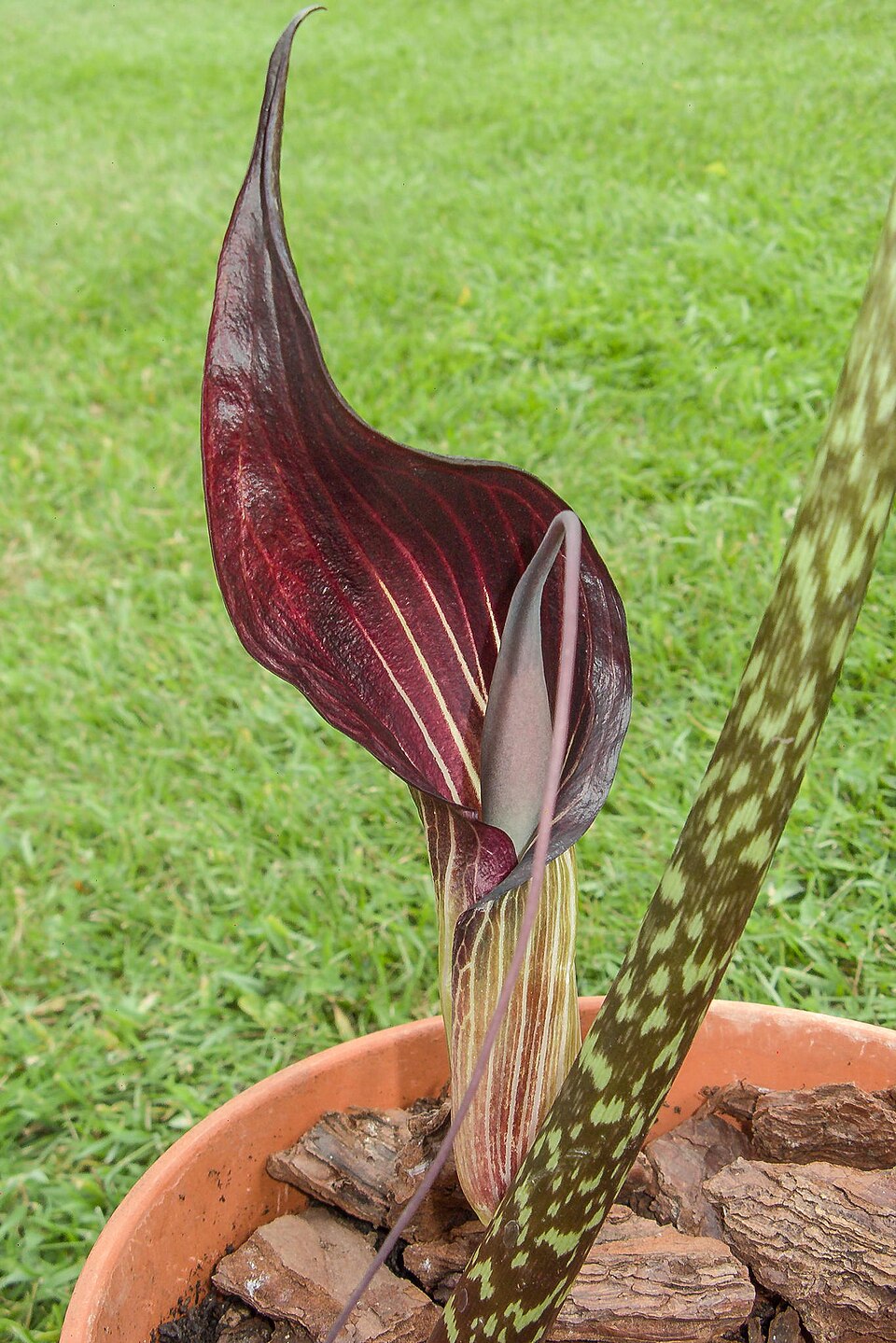 Blomstrende Kobralilje (Arisaema speciosum)