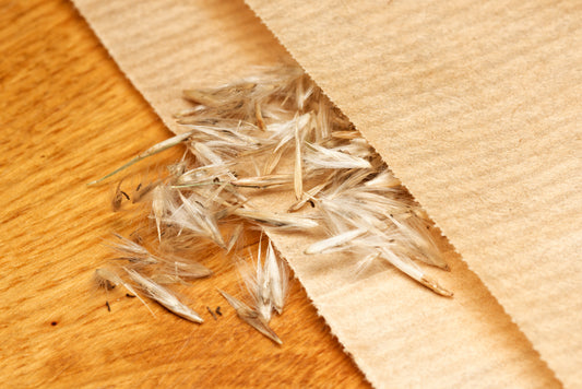 Frø fra Kæmperør (Arundo donax)