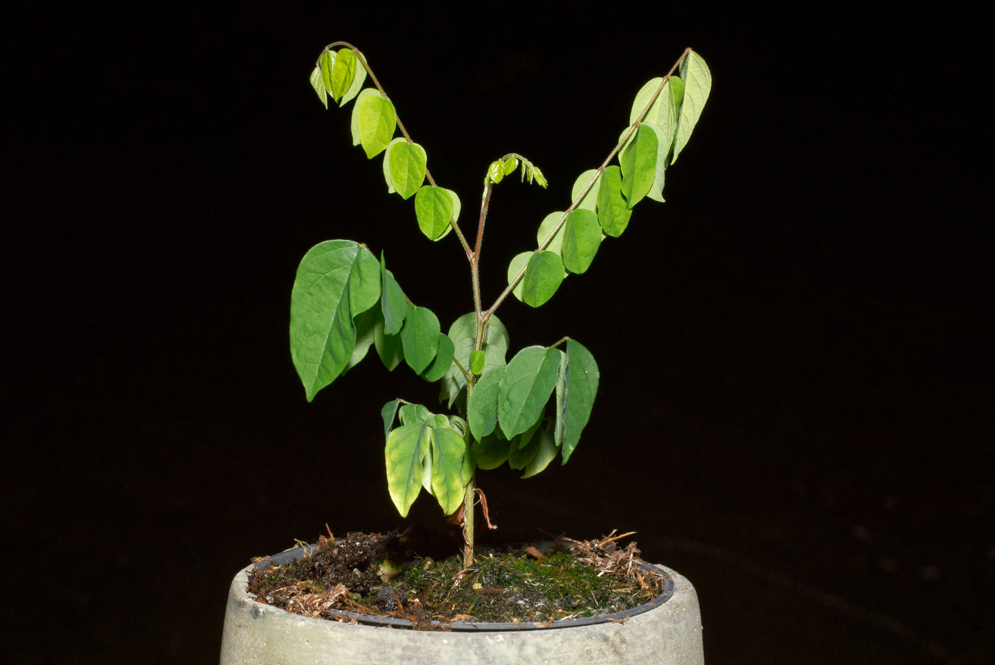 Frøplante af Stjernefrugt (Averrhoa carambola)