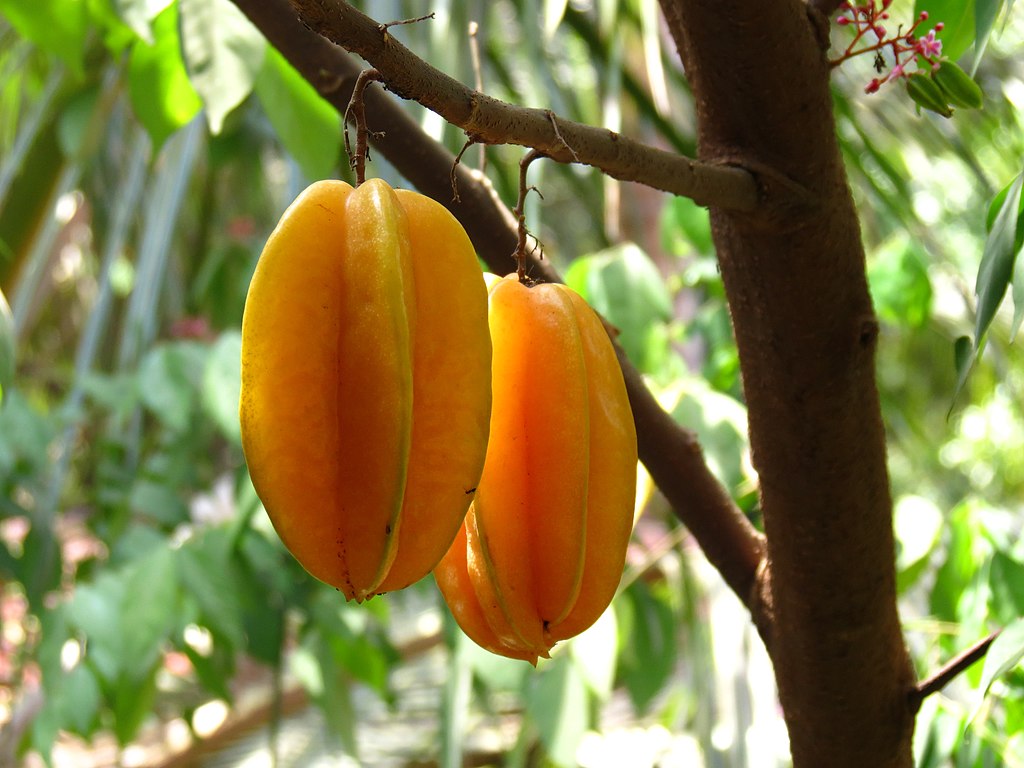 Modne frugter af Stjernefrugt (Averrhoa carambola)