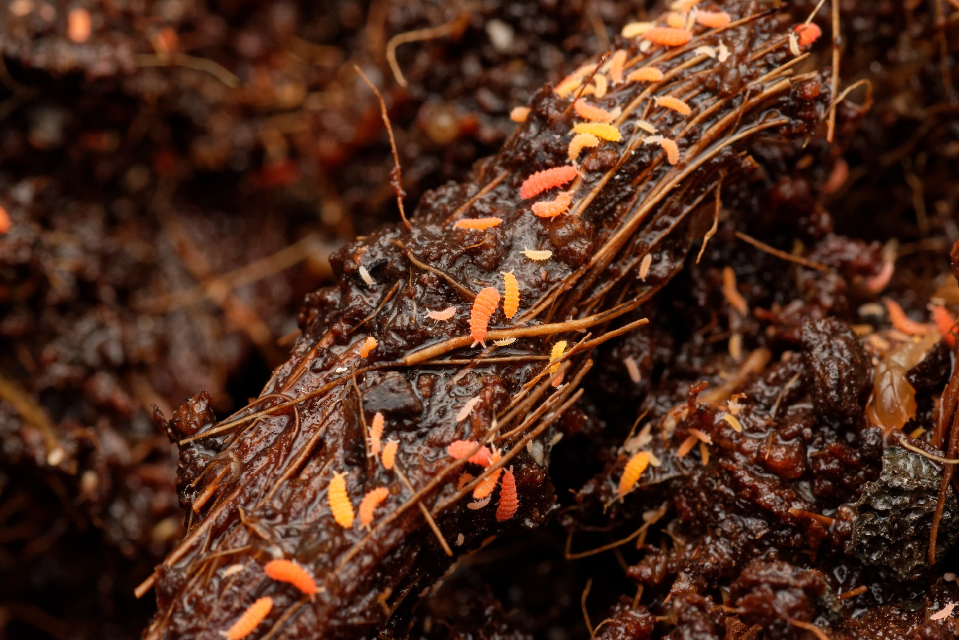 Fin lille gruppe af Røde springhaler (Bilobella braunerae)