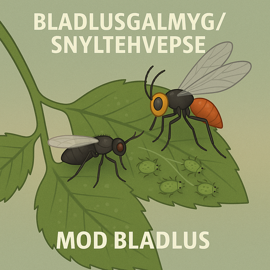 Fin illustration af Bladlusgalmyg/Snyltehvepse mod bladlus