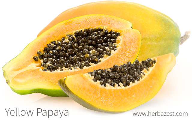 Gul Papaya (Carica papaya) | plante