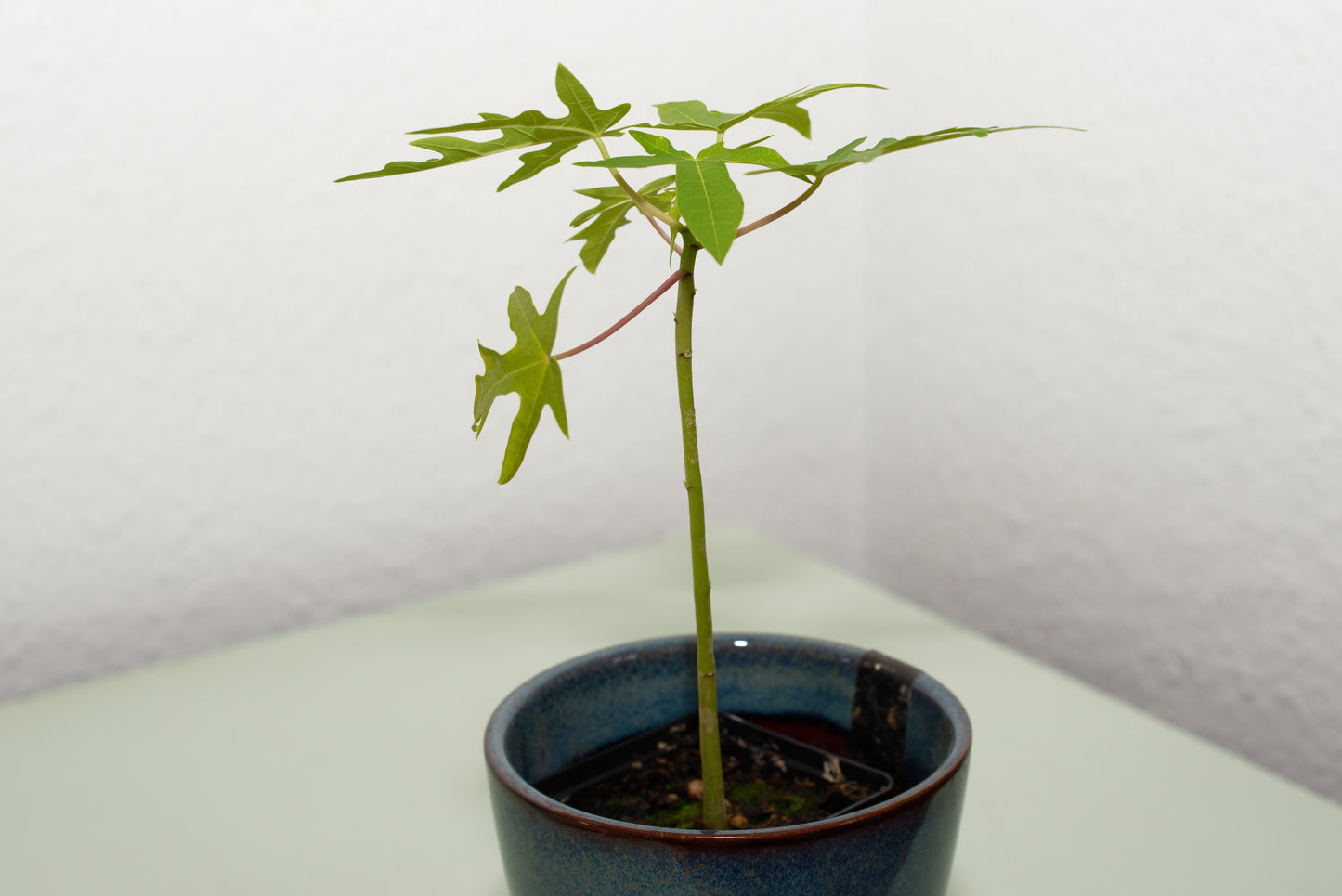 Amerikansk Dværg Papaya (Carica papaya) | plante