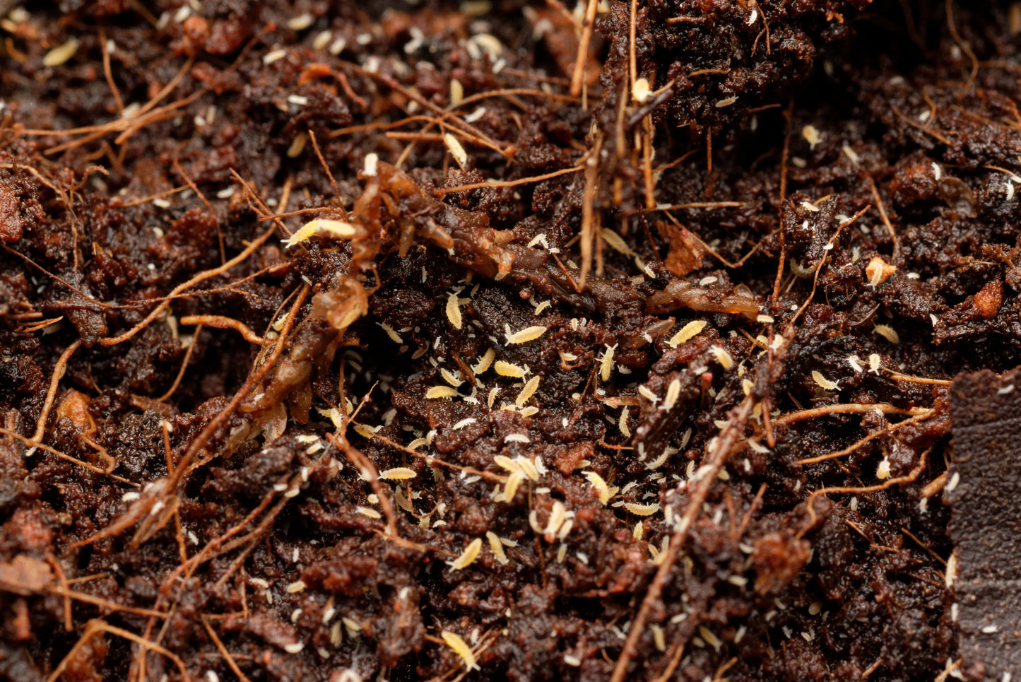 Lille gruppe af Gule springhaler (Ceratophysella ella "yellow")