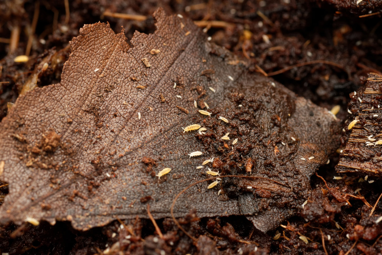 Gule springhaler (Ceratophysella ella "yellow") i forskellige størrelser