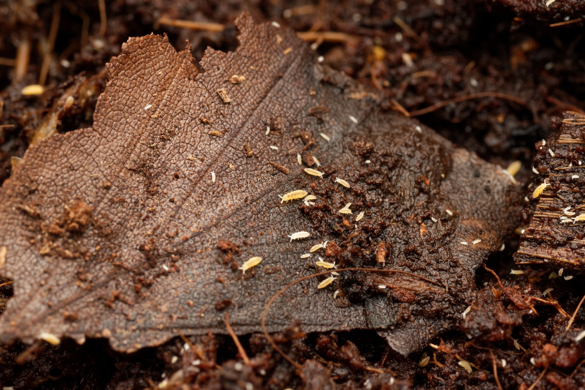 Gule springhaler (Ceratophysella ella "yellow") i forskellige størrelser