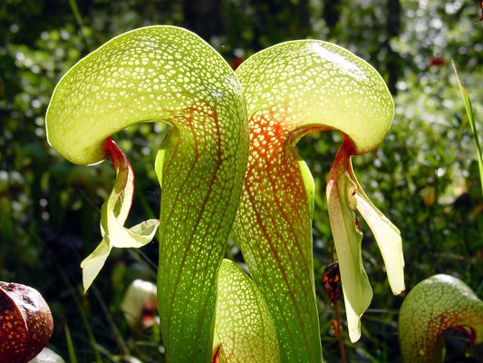 Kobralilje (Darlingtonia californica)