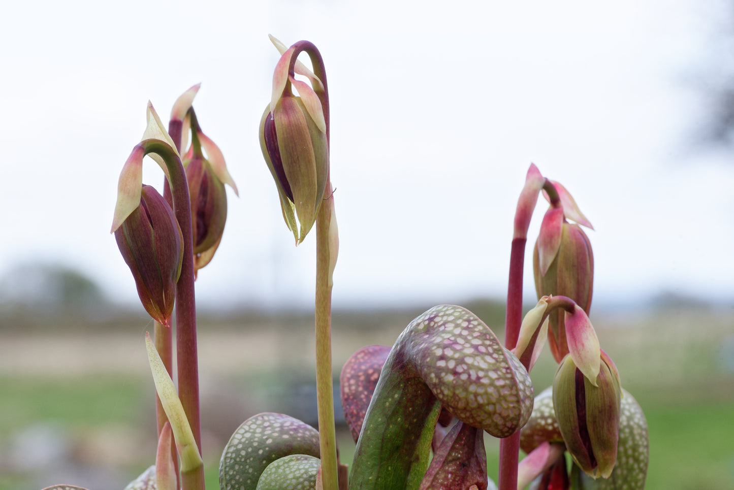 Begyndende blomster hos Kobralilje (Darlingtonia californica)