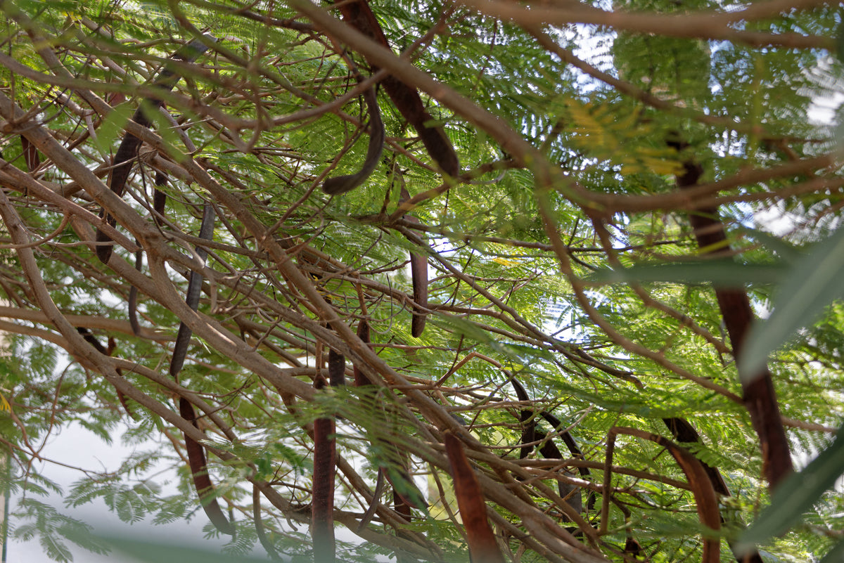 Flammetræ (Delonix regia) | plante
