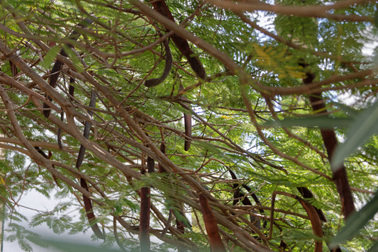 Flammenbaum (Delonix regia) | Pflanze