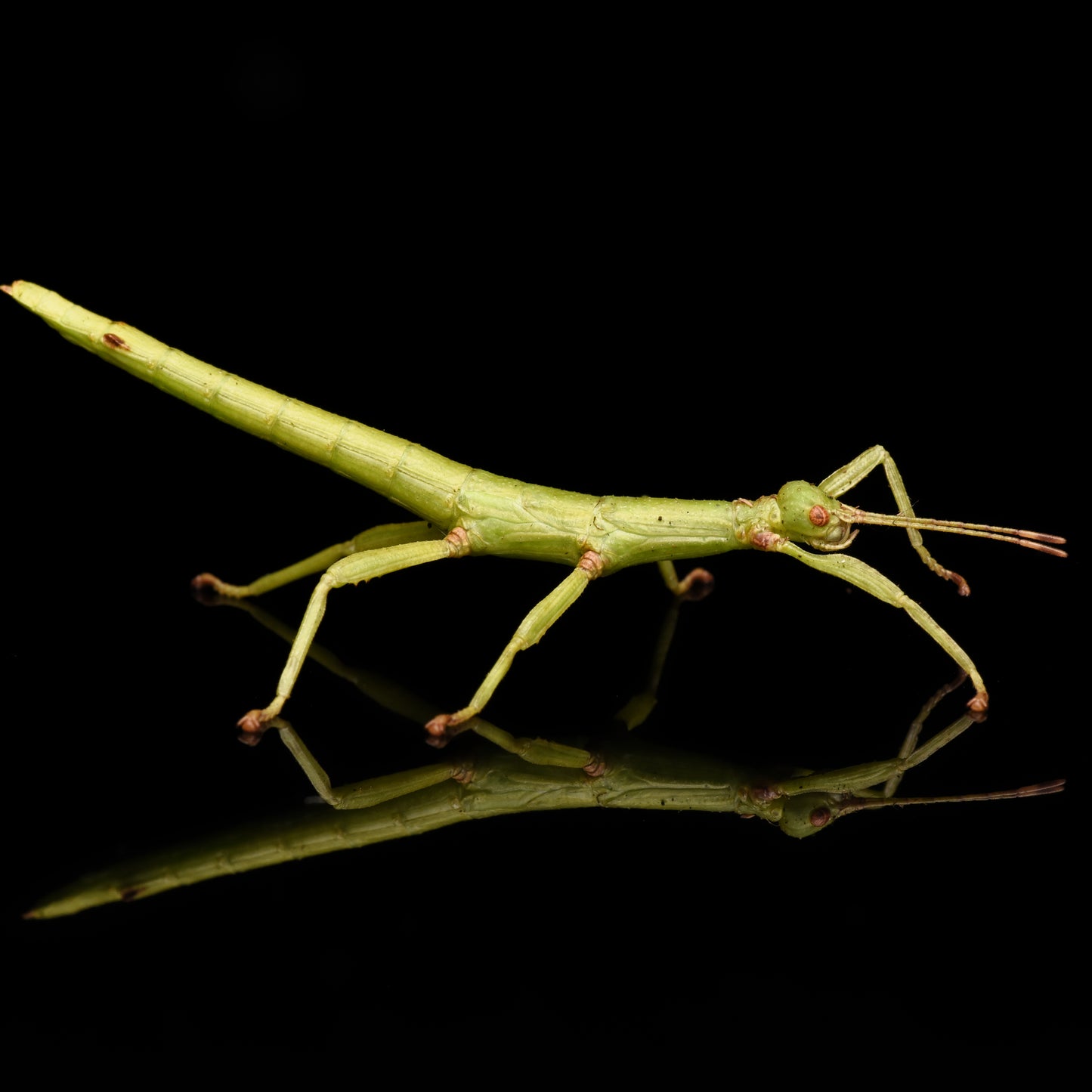 Stor grøn vandrende pind (Diapherodes gigantea) (Nymfe)