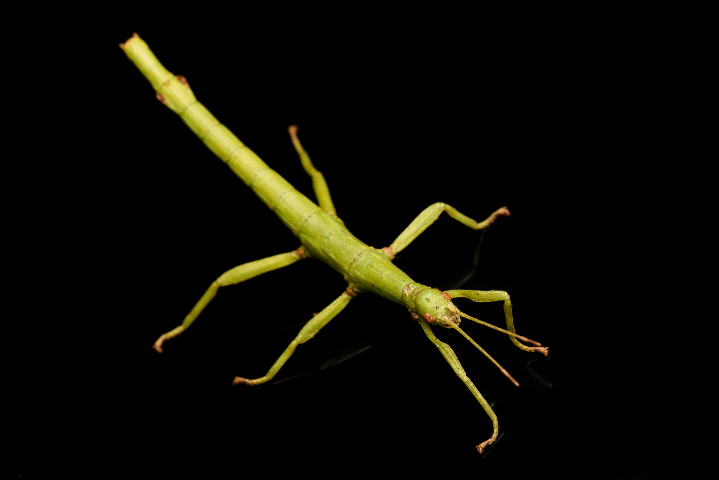 Nymfe af Stor grøn vandrende pind (Diapherodes gigantea)