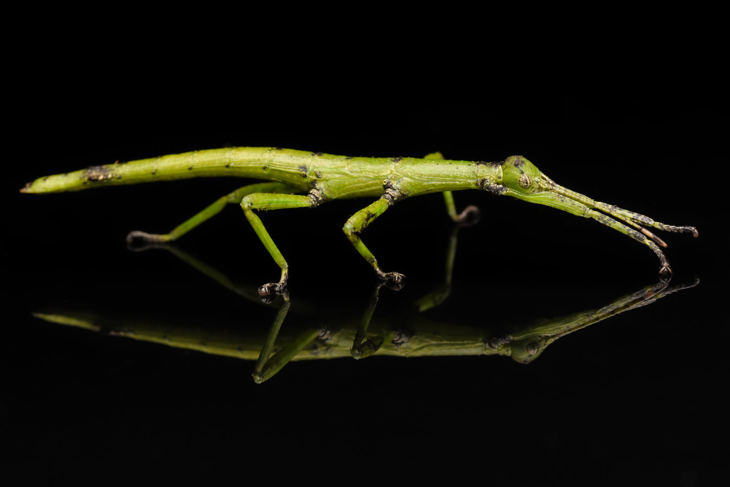 Hun-nymfe af Stor grøn vandrende pind (Diapherodes gigantea)