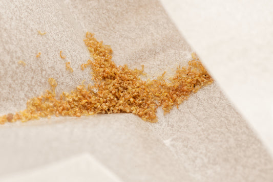 Gylden træbregne frø (Dicksonia fibrosa)