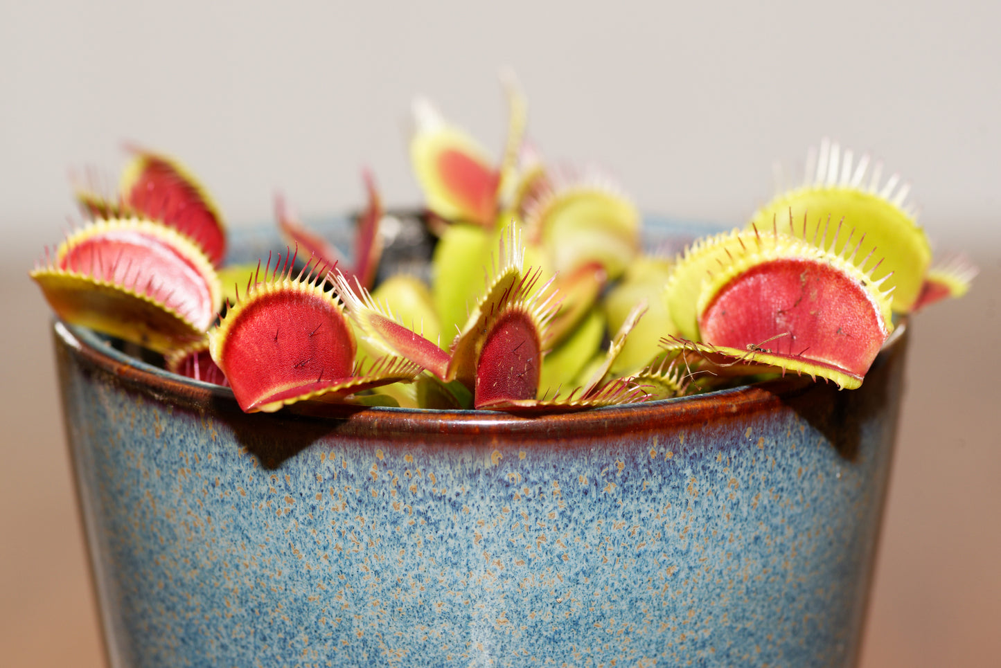 Venus fluefanger (Dionaea muscipula "typical")