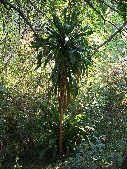 Südafrikanischer Drachenbaum (Dracaena aletriformis)