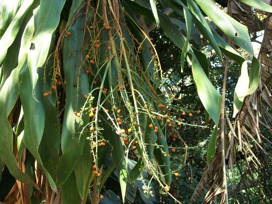 Frugter på Sydafrikansk drageplante (Dracaena aletriformis)