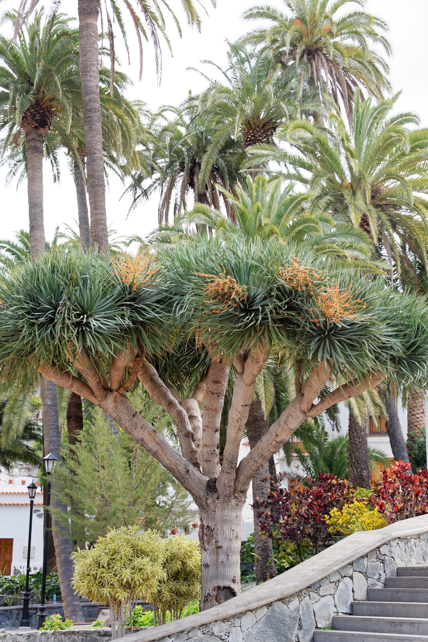 Stort og flot Drageblodstræ (Dracaena draco) med frugter