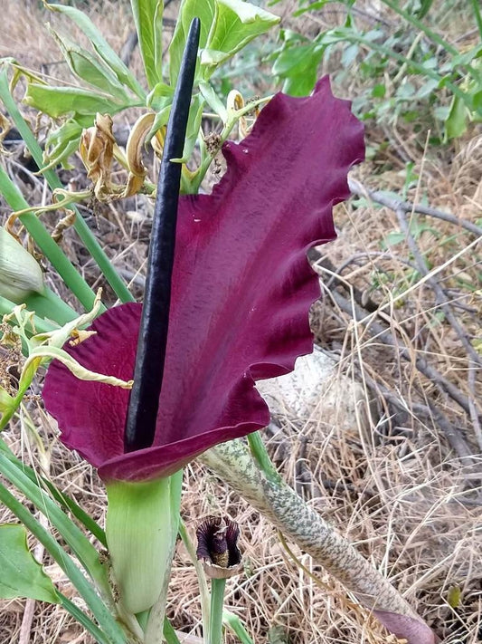 Den smukke mørkelilla blomst af Slangelilje (Dracunculus vulgaris)