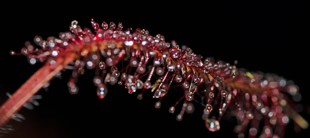 Nærbillede af dugdråberne hos Drosera capensis