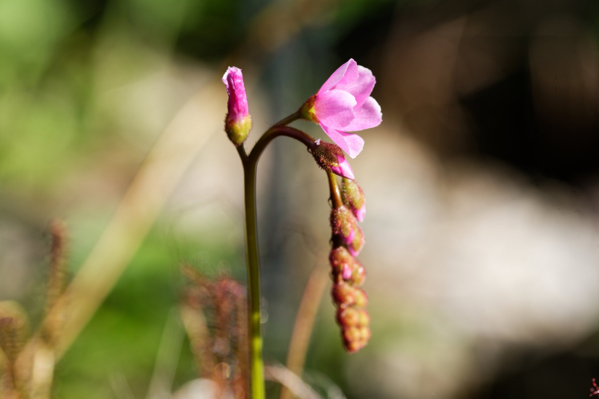 Den fine lyserøde blomst hos Trådbladet Soldug (Drosera filiformis)