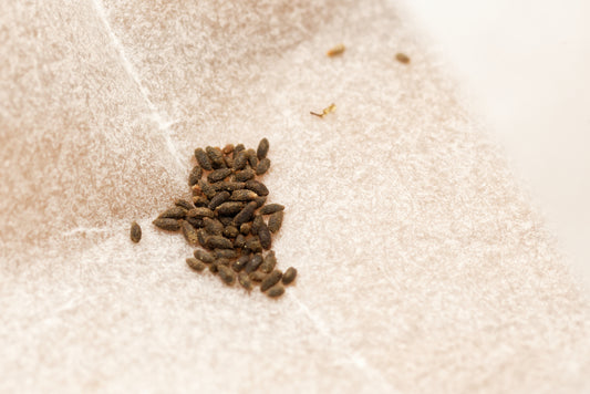 Liten sileshår (Drosera intermedia) | frön, 20 st.