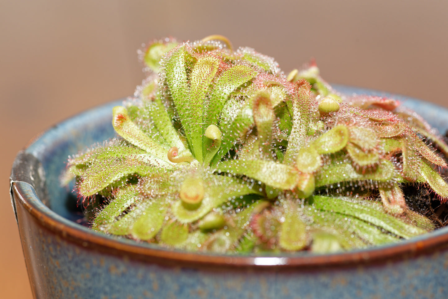 Nærbillede af Alice soldug (Drosera aliciae)