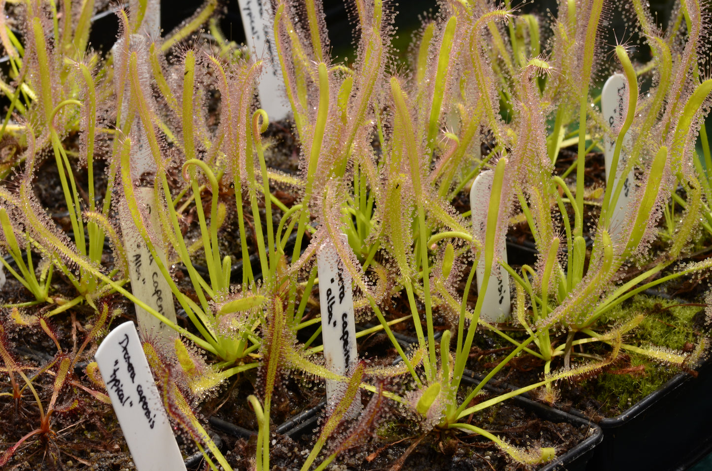 Rækker af soldug af arten Drosera capensis "alba"