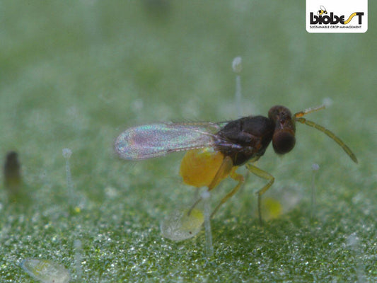 Voksen Mellus-snyltehvepse (Encarsia formosa)