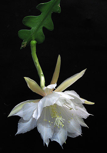 Nærbillede af blomstrende Fiskebenskaktus (Disocactus anguliger)