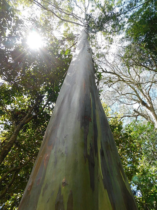 Et kig op ad stammen på Regnbue-eukalyptus (Eucalyptus deglupta)