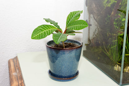 Madagaskar Juvel (Euphorbia leuconeura) | plante