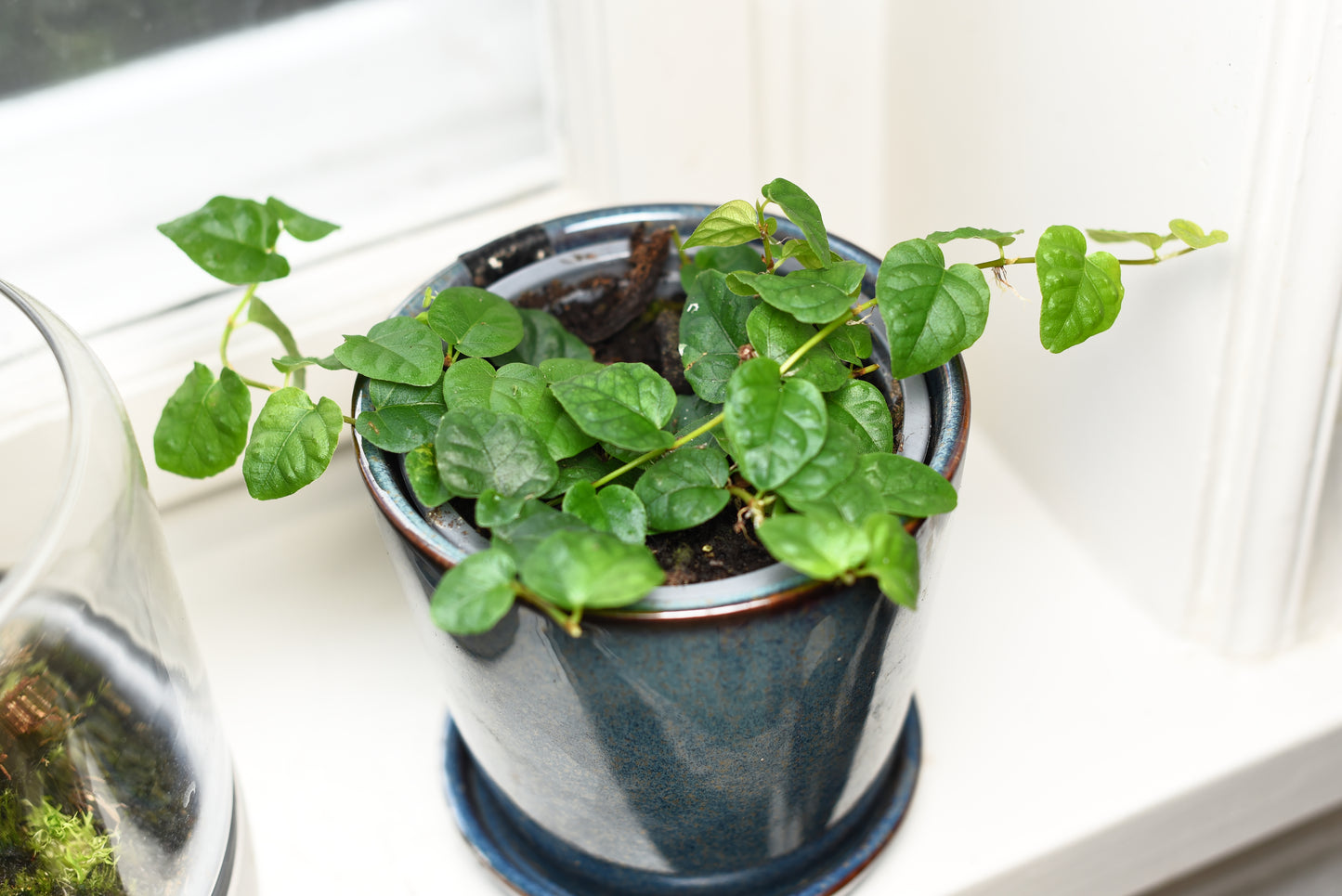 Almindelig grøn Hængefigen (Ficus pumila)